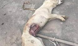 狗狗最新爆料视频播放